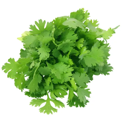 coriandre