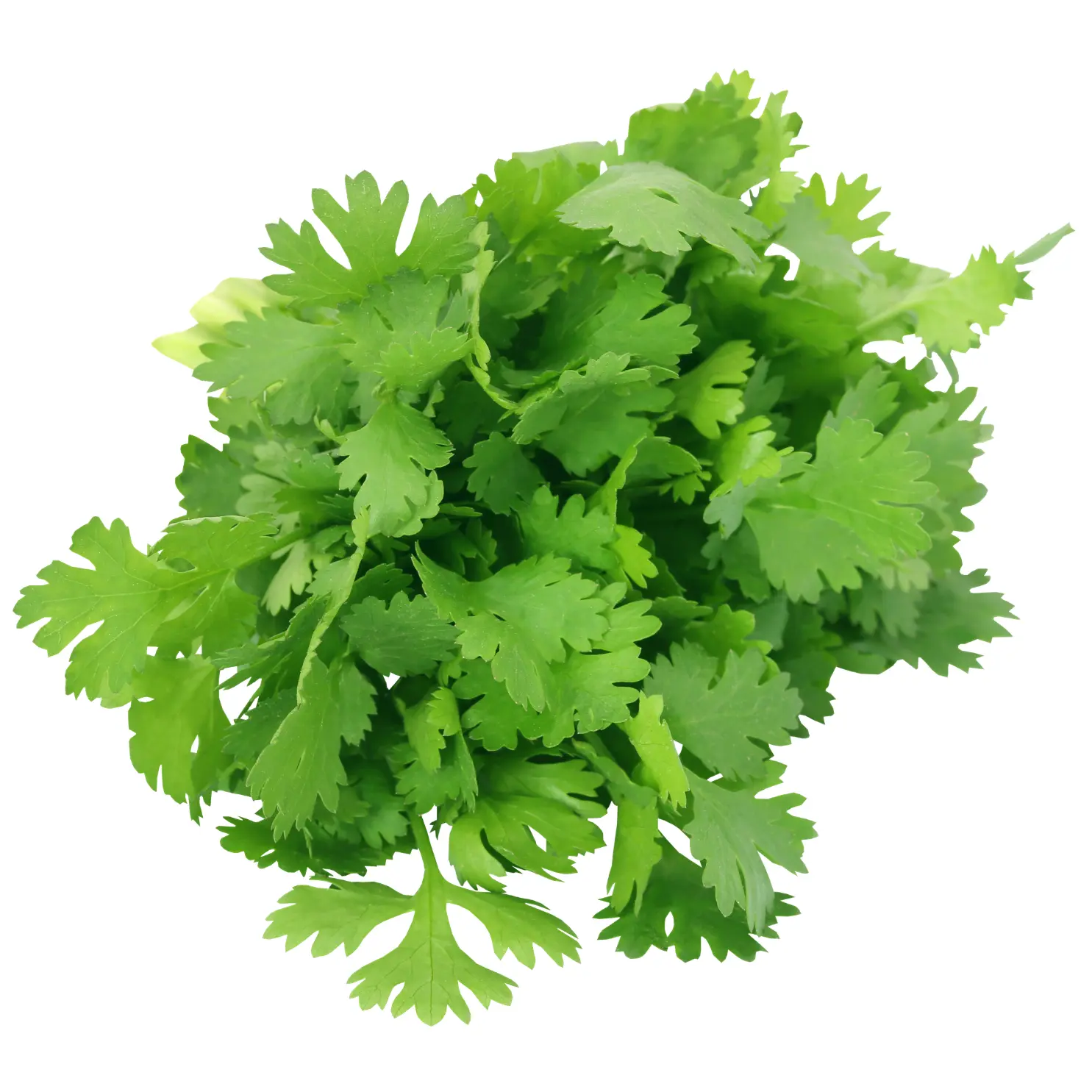 coriandre