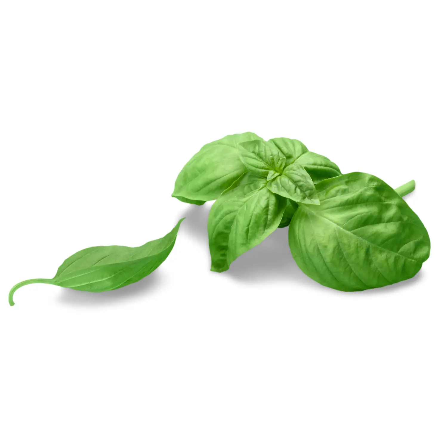 basilic